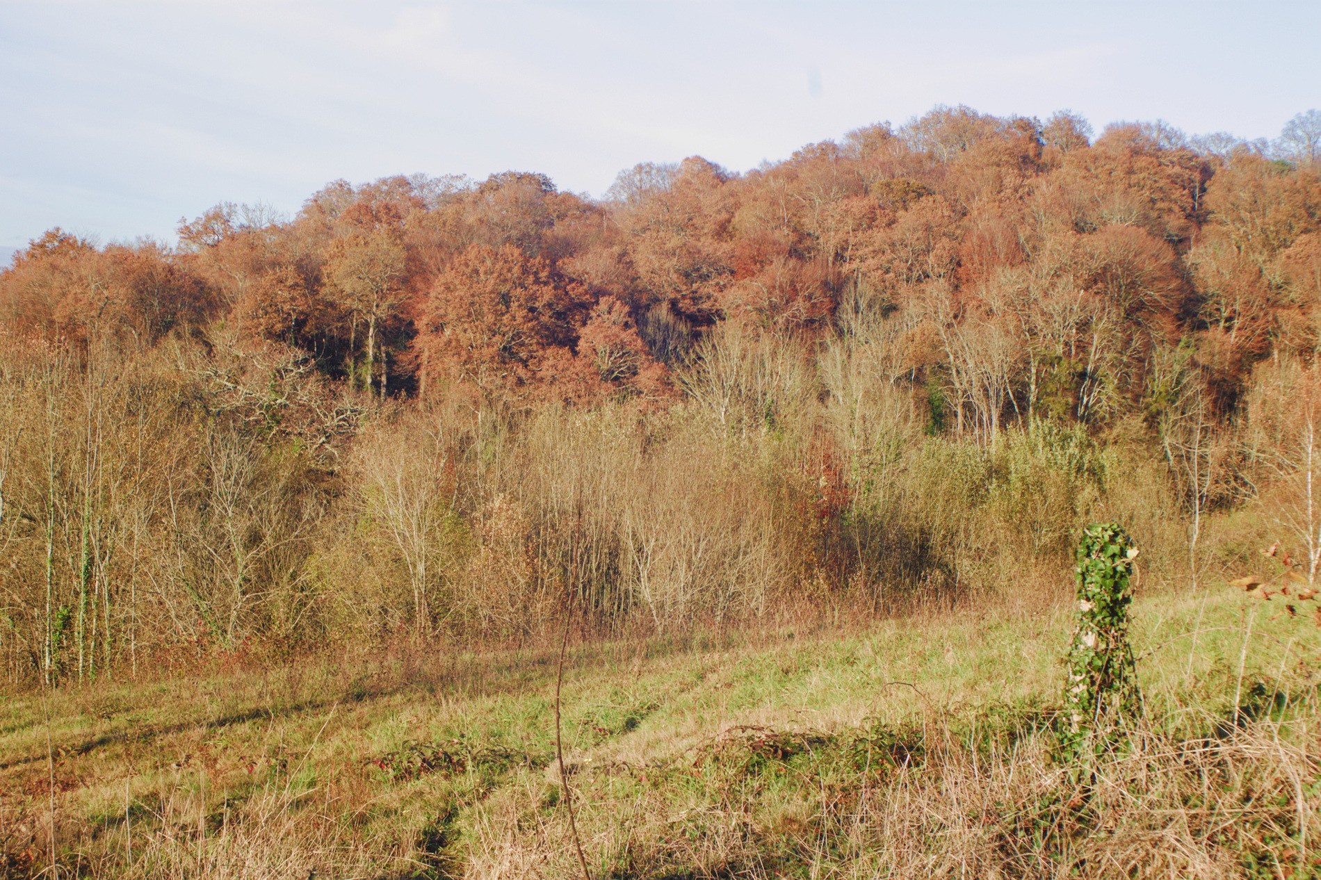 arbres_f11.jpg