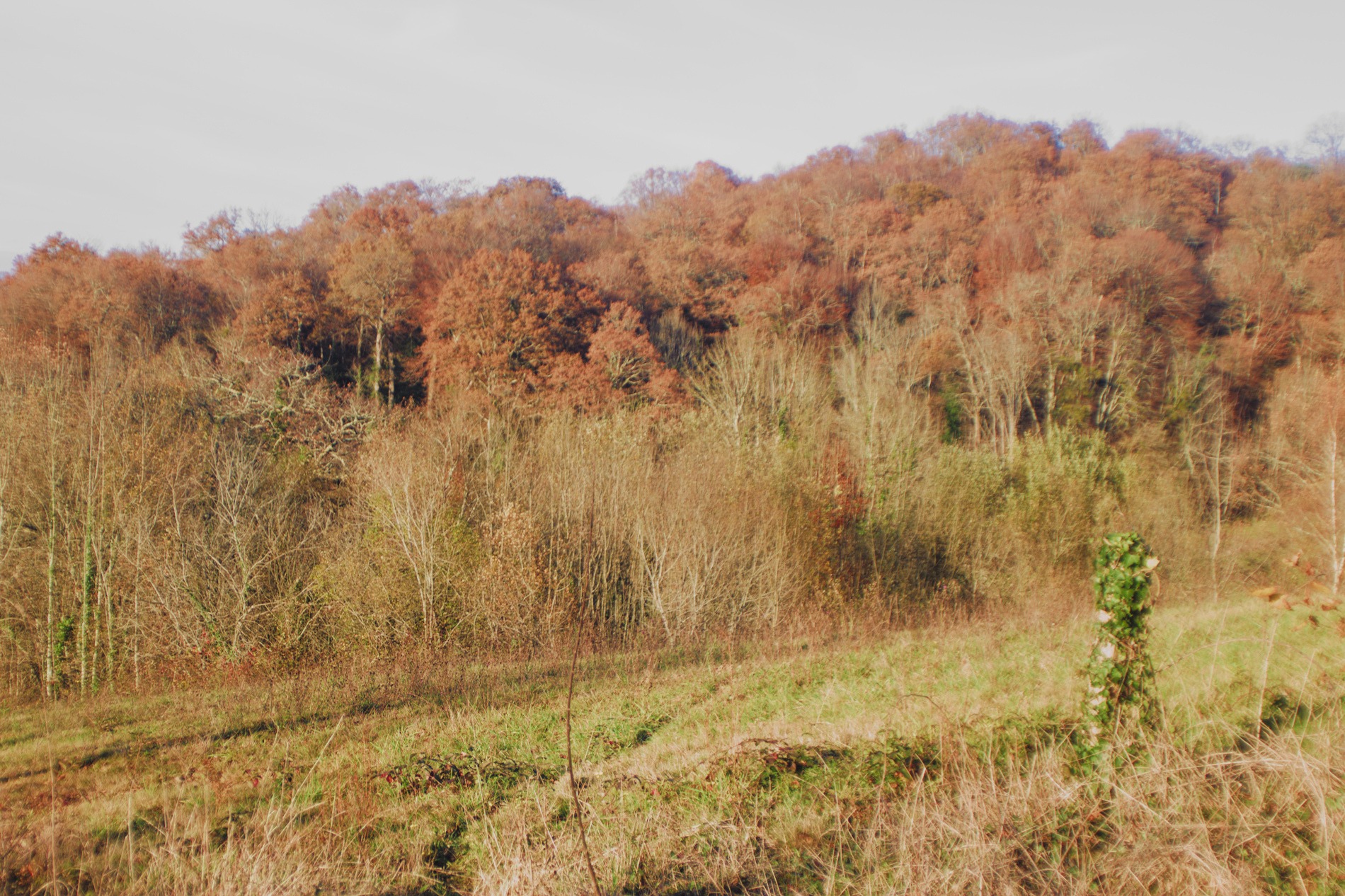 arbres_f4.jpg